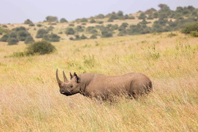 Lankeu is a critically endangered black rhino from Nairobi National Park, in Kenya.