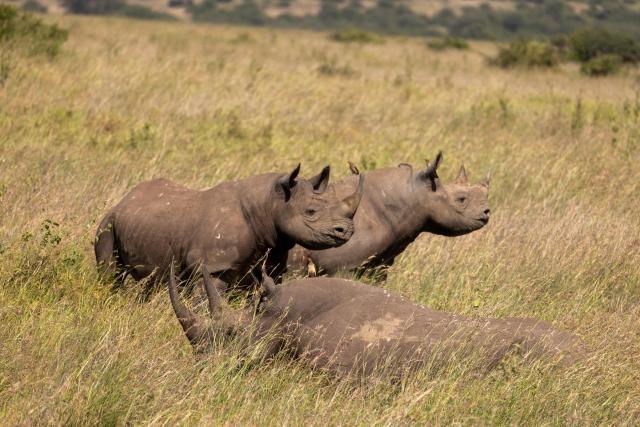 Lankeu lying down, Topirian and her calf, Waweru, critically endangered black rhinos from Nairobi National Park, in Kenya.