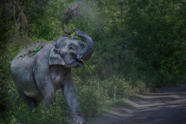 Sri Lankan asian elephant in forest throwing dirt with trunk.