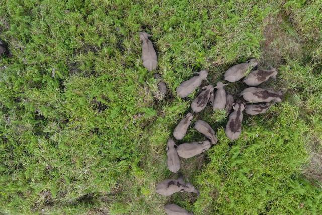 A group of wild Sumatran elephants are tracked via a drone in the area of community plantation Musarapakat village, Pintu Rime Gayo district, Bener Meriah regency of Aceh province