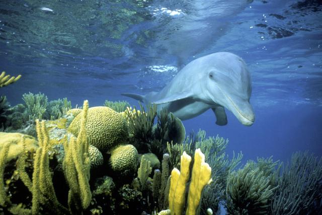 Sociable wild Bottlenose dolphin (Tursiops truncatus) Belize - Honey