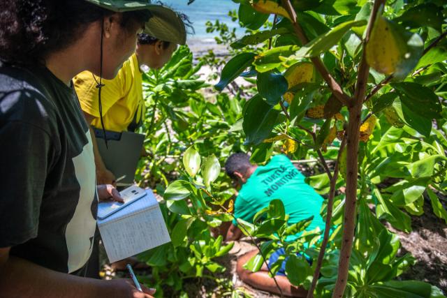WWF Turtle Monitor volunteers inspect a turtle nest on Katawaqa Island, north of Vanua Levu in Fiji.