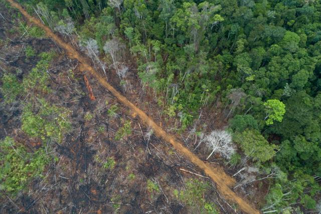 Deforestation of the Amazon rainforest