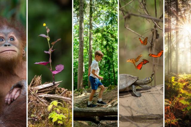 From left to right: Infant Sumatran orangutan at the Gunung Leuser National Park in Indonesia, portrait of a plant taking advantage of a cut tree to provide support, child walking along a fallen branch at a WWF-UK forest trail, bright butterflies and a yellow-spotted river turtle in Peru, and sunshine through trees in the New Forest in the UK.
