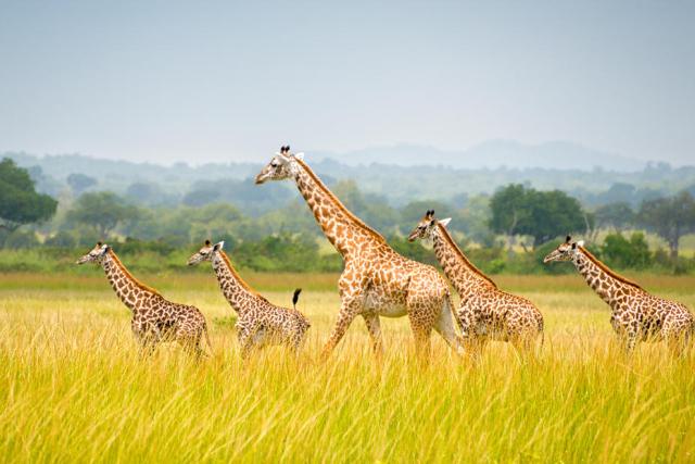 A towergroup of giraffes seen at Mikumi National Park in Tanzania