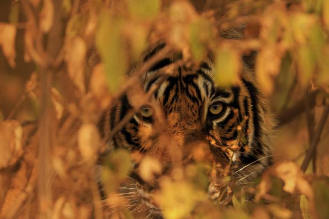 Bengal tiger peering through leaves of bushes