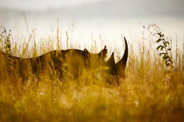 Black Rhino in Africa hidden amongst the surrounding's