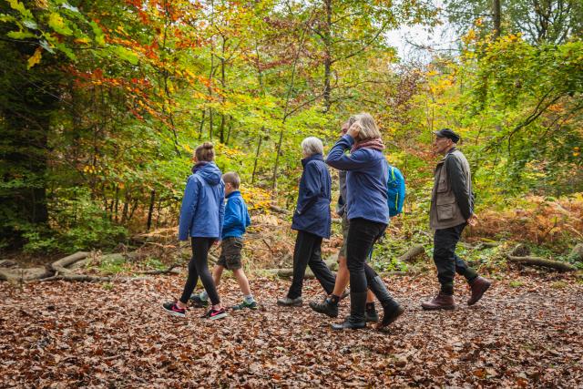 Group walking through a forest in autumn. 