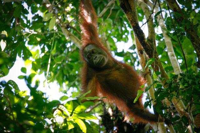 Bornean orangutans images captured within the Bukit Piton Class 1 Forest Reserve in Lahad Datu, Sabah.