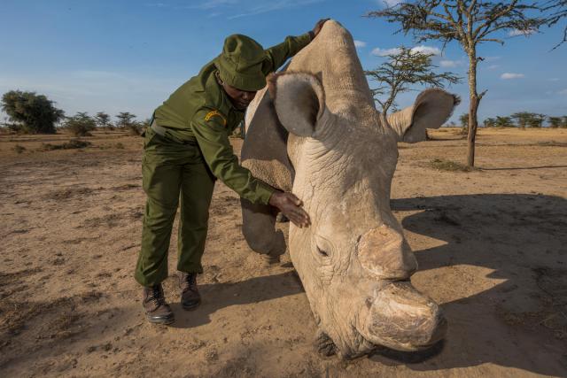 Northern white rhinocero (Ceratotherium simum cottoni) being tended to by rangers. Ol Pejeta. Kenya, Africa