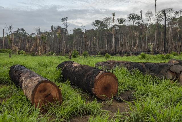 Trees cut down in the Amazon rainforest