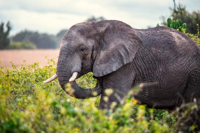 African elephant
