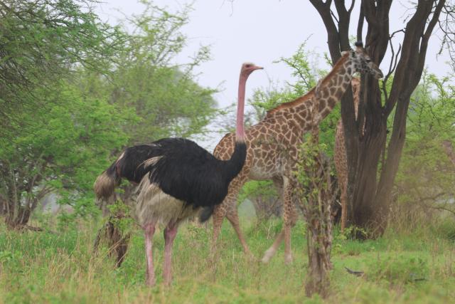 Giraffe with Ostrich, Tarangire, Tanzania.