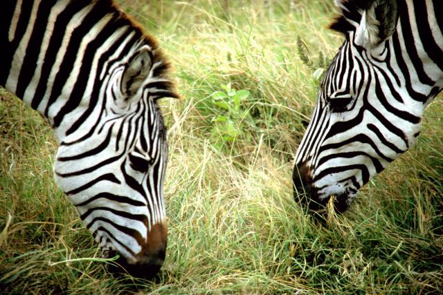 Burchell's zebras, Ngorongoro Conservation Area, Tanzania