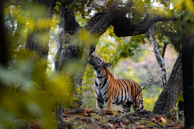 Tiger smelling trees through the branches