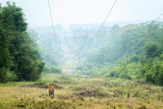 Tiger walking through Kabini Tiger Reserve in India 