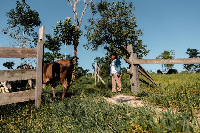 Cattle rancher in the field with cows