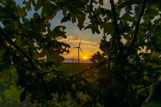 The sun sets behind a wind turbine, visible through a gap in the leaves. Norfolk, UK.