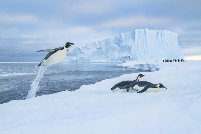 Emperor penguins (Aptenodytes forsteri) jumping out of the water onto sea ice with a tunnel of water trailing from its tail.