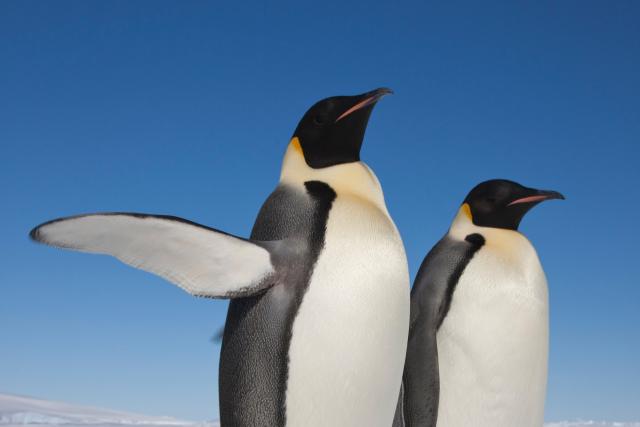 Emperor penguins (Aptenodytes forsteri) one with raised flipper, Snow Hill Island rookery, Weddell Sea, Antarctica