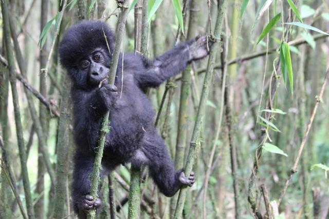 Infant mountain gorilla (Gorilla beringei beringei) in the Volcanoes National Park Rwanda