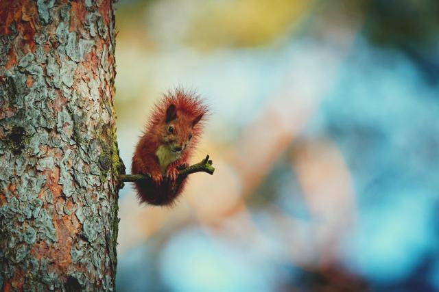 Red squirrel in Scotland on a tree