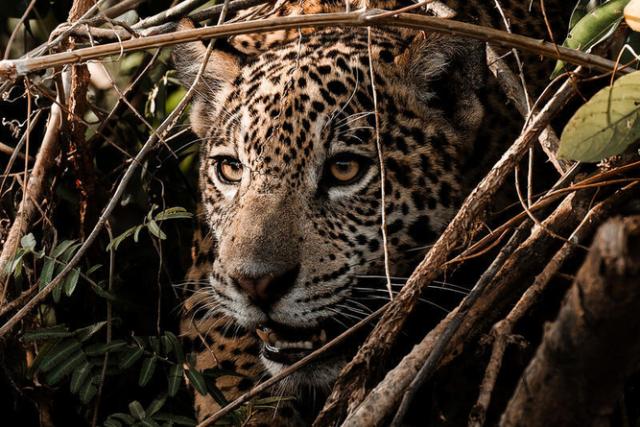 Jaguar in the Brazilian Pantanal looking through the bushes