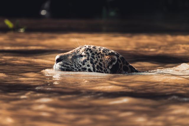 Jaguar swimming in Brazilian Pantanal 