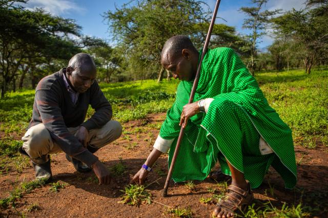 Jackson Shuaka (left) and Ladamuni Lazaro, coexistence officers for APW document the recently found footprint of an animal. Human wildlife coexistence officers provide a rapid response to human-wildlife conflict in rural communities. Longido district, Arusha, Tanzania.