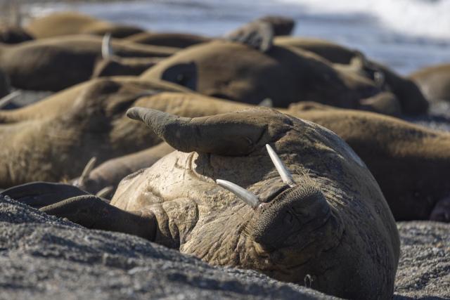New walrus haul-out discovered via satellite images