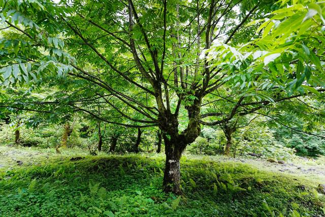 Trees that had been felled but regrew, often branching out with “Y” shape