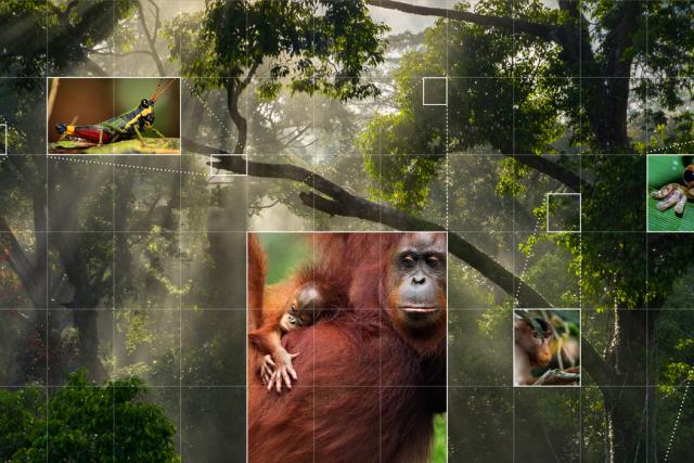 Forest image with species