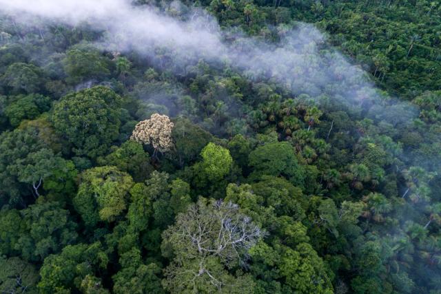 Top View of the Amazon rainforest - Juma Settlement Place: Apuí - Amazonas - Brasil