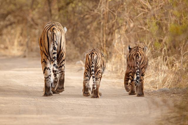Tiger family together walking on the dry habitat