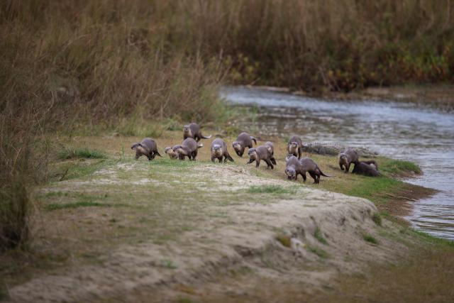 Smooth-coated otters alongside a river bank