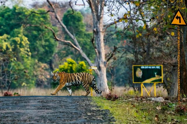 A tiger crossing the road, Tadoba Tiger reserve India