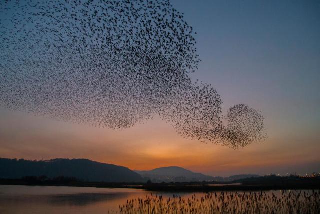 Common starling flock flying over lake Wales UK 