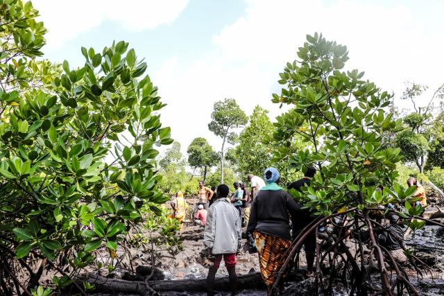 Community taking part in mangrove seedling planting as part of community-led restoration efforts in Mkunumbi, Lamu County, Kenya.