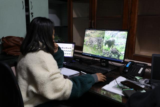 Analysing snow leopard images