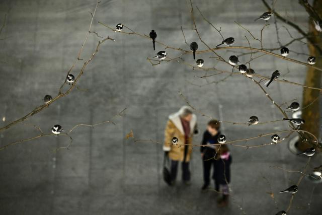 Roost of pied wagtails in trees outside terminal 5 Heathrow london
