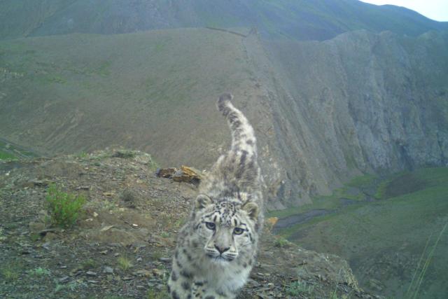 Snow leopard camera trap