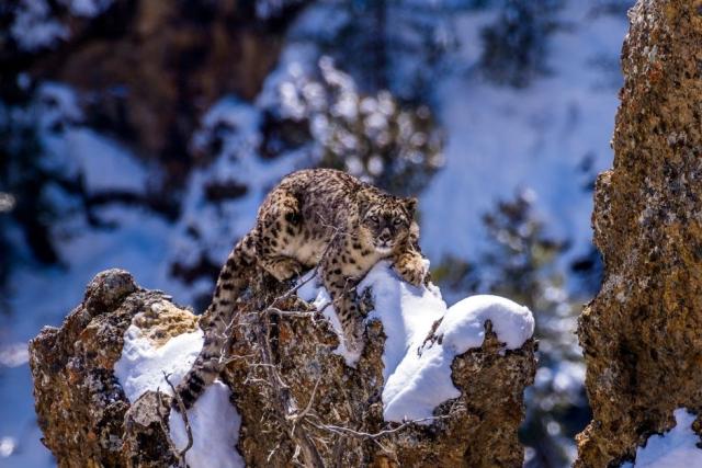 Snow Leopard on a snowy rock