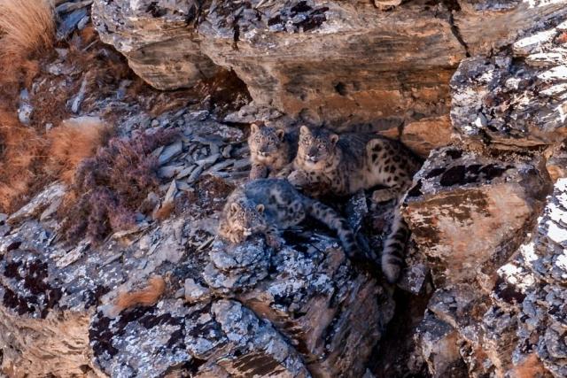 Three snow leopards on rocky terrain
