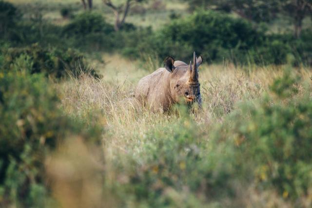 Black rhinoceros (Diceros bicornis), Nairobi National Park, Kenya.