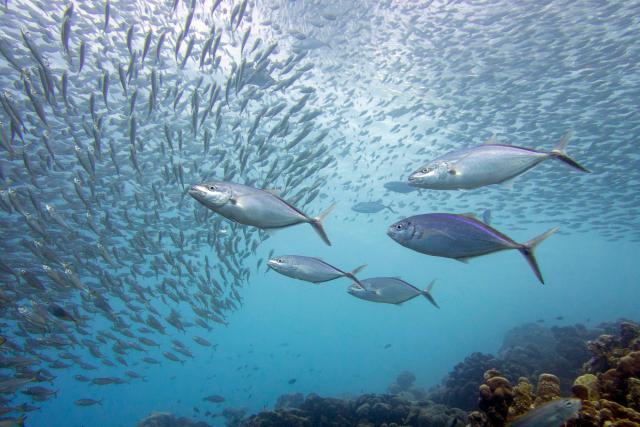 Tuna in National Marine Park on Bonaire.