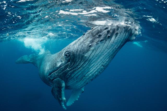 Humpback whale (Tonga)