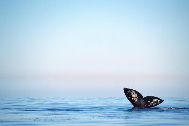 Grey whale tail fluke at surface (Eschrichtius robustus) Magdalena Bay, Baja California, Mexico