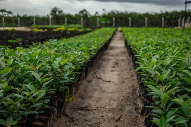 A tree seedling nursery near Vikindu forest, Tanzania. Through the Trillion Trees project, WWF-Tanzania are leading efforts to protect and restore these forests alongside the Tanzania Forest Service and local communities. 
