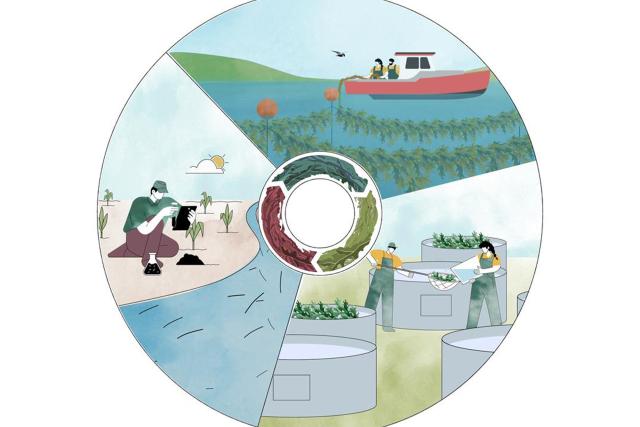 An illustration shows the cycle of seaweed farming in three stages - lines of seaweed underwater with a boat on the surface, seaweed being transferred into large containers for washing and processing, and finally the seaweed fertilizer being applied to crops.
