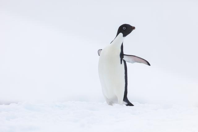 Adélie penguin (Pygoscelis adeliae), Antarctica
